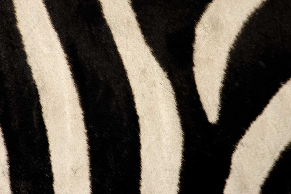 Kenya, Masai Mara Common zebras stripes